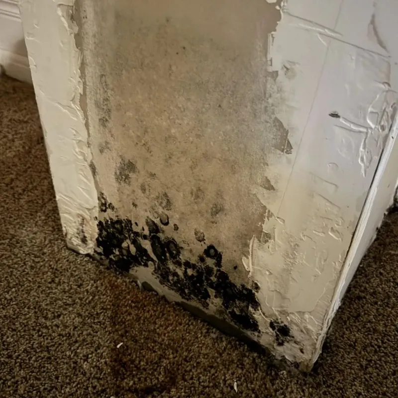 Professional Mold Removal in Bracey, VA